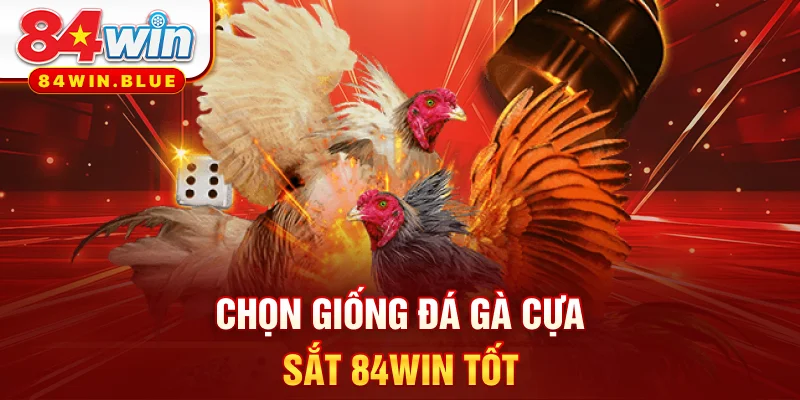 Chọn giống đá gà cựa sắt 84WIN tốt