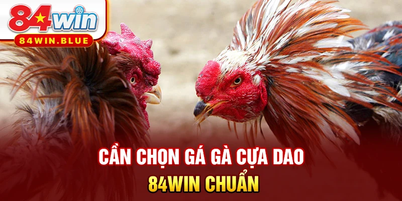 Cần chọn gá gà cựa dao 84WIN chuẩn