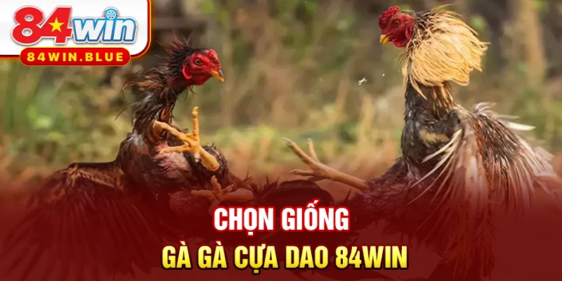 Chọn giống gà gà cựa dao 84WIN