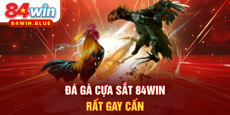Đá gà cựa sắt 84WIN rất gay cấn