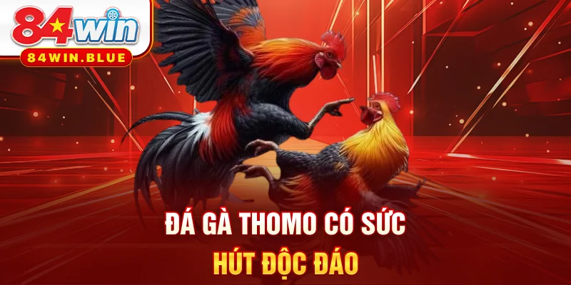 Đá gà Thomo có sức hút độc đáo