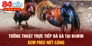 Tường Thuật Trực Tiếp Đá Gà Tại 84WIN - Xem Free Nét Căng